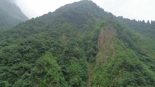 四川彭州九峰山原始森林、苍翠山林