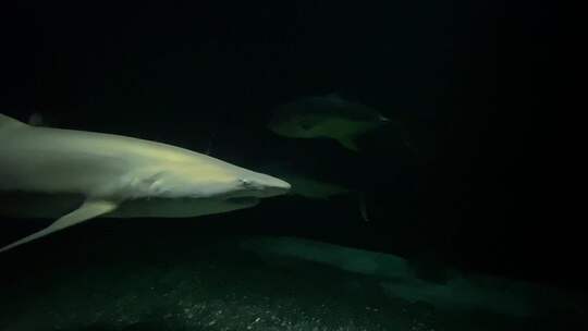 水族馆里鲨鱼的特写镜头