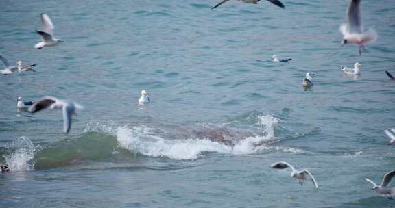 大海海面飞翔的海鸥