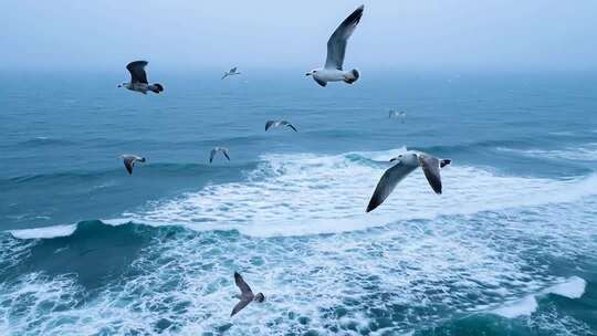 海面上飞翔的海鸥素材