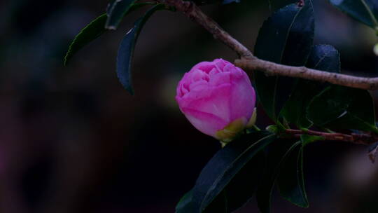 茶花茶树茶梅视频素材模板下载