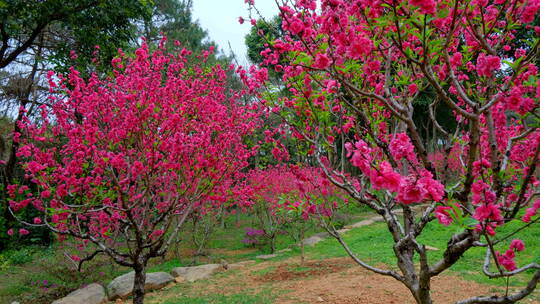 桃花林 树林 春暖花开 桃花坞 桃花园