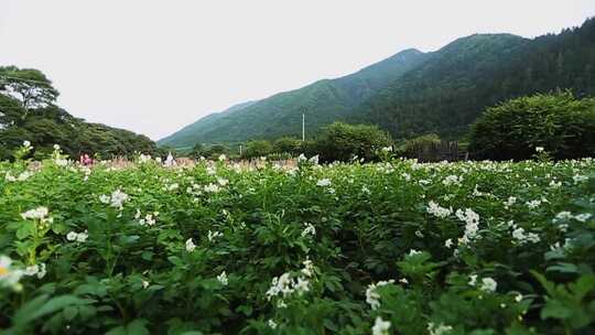 土豆地洋芋花