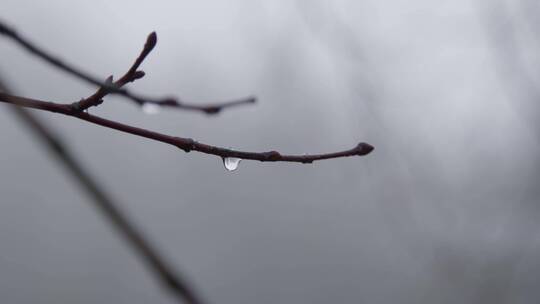 雨滴滴到树枝上的特写镜头