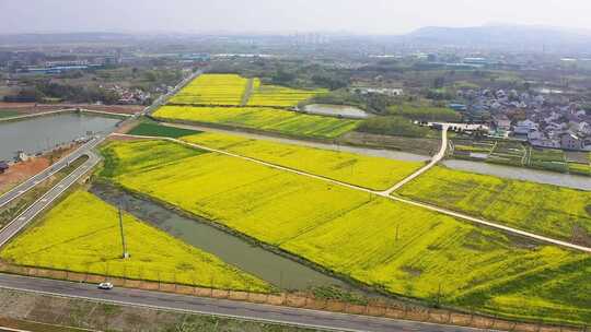 航拍 油菜花 油菜田