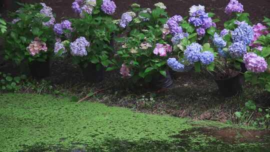 雨中绣球花