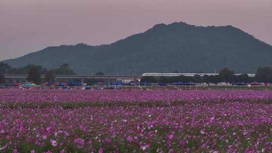 中国广东省中山市南朗街道崖口花海