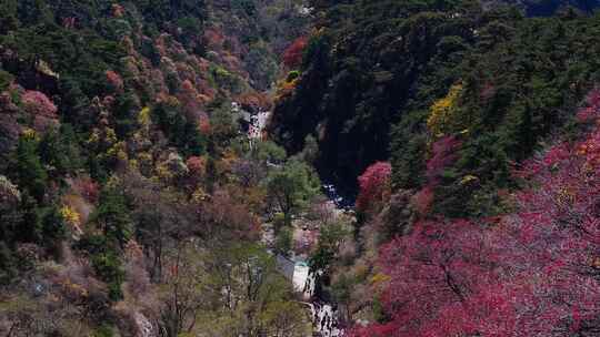 泰山对松山的秋色