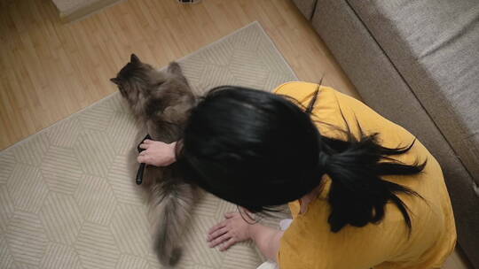 女人刷躺在地板上的猫的俯视图视频素材模板下载