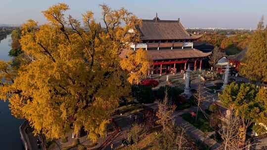 浙江嘉兴梅花洲石佛寺千年银杏航拍