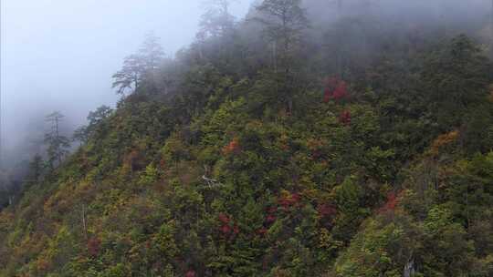 高原原始森林高山上的树林生态系统