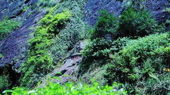 武夷山大红袍景区