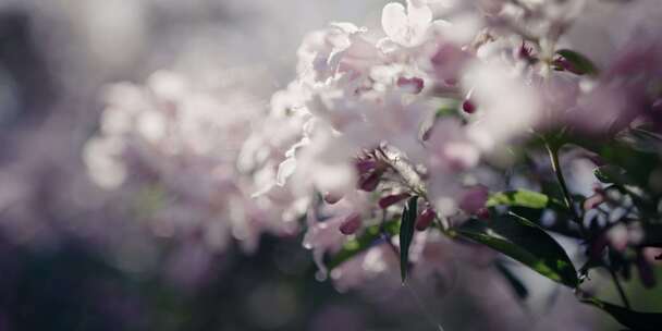 花园，紫色，花，双花