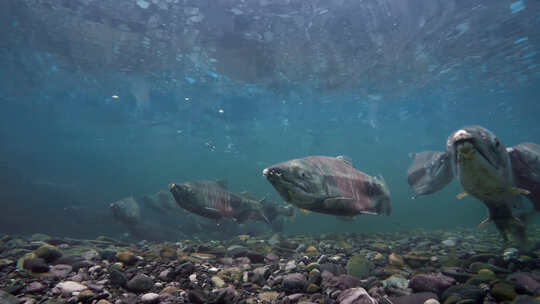 水底拍摄鱼视频素材模板下载