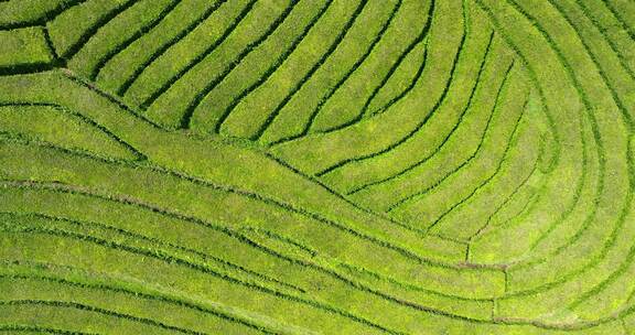 种植园，梯田，茶，绿色