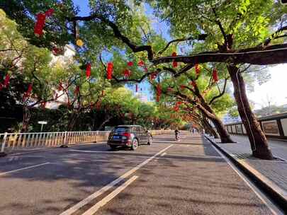 街道绿树间悬挂红灯笼景象