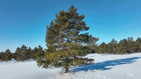 白雪地绿色松树林沙地樟子松林