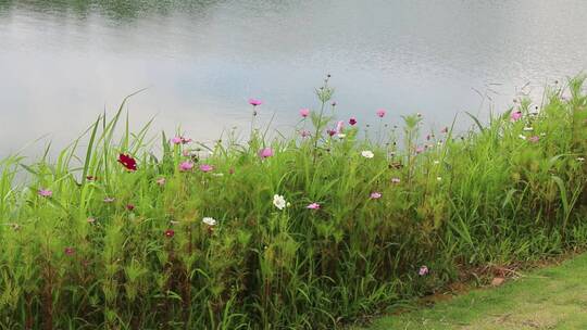 湖边唯美清新花草自然空镜素材