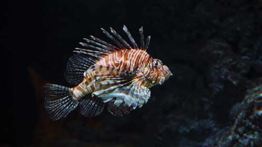 红狮子鱼，水族馆，鱼，有毒