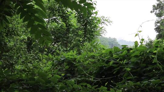 山里人家实拍