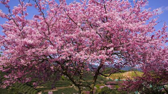 樱花树 茶园樱花美景 浪漫樱花茶园