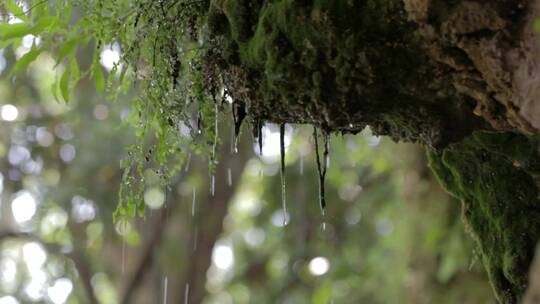 森林深处的大雨