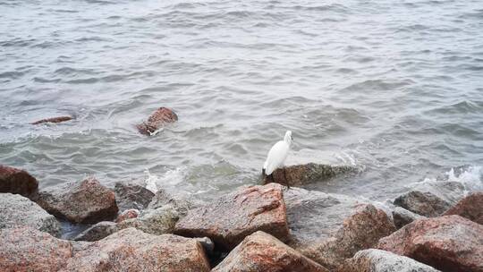 实拍大海海浪沙滩礁石