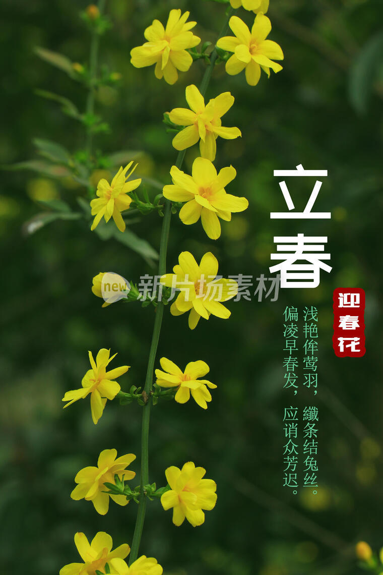 二十四节气，立春，迎春花