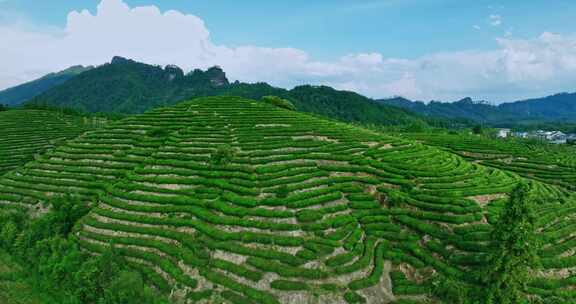 福建武夷山国家公园岩茶核心产区0385