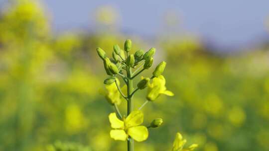 唯美油菜花视频素材模板下载