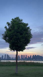 【竖版】城市一棵树晚霞延时