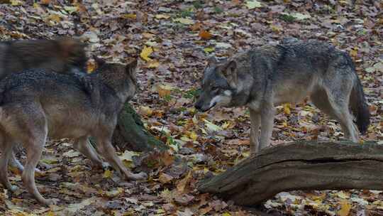 欧洲灰狼在森林里奔跑。一群狼。