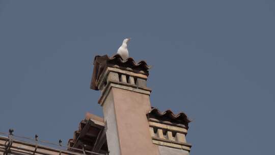 海鸥坐在建筑物顶部