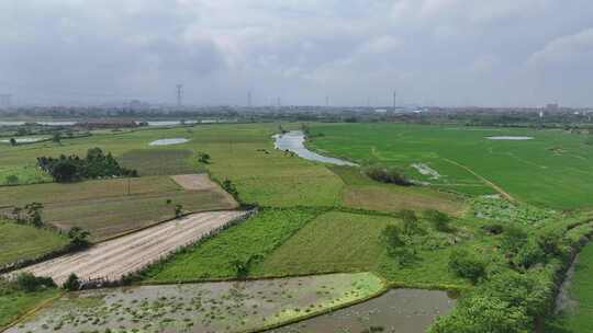 航拍乡村田野风光水牛