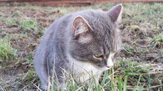 一只猫在地上咀嚼土壤草