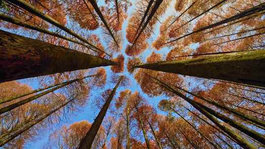 秋天阳光树林