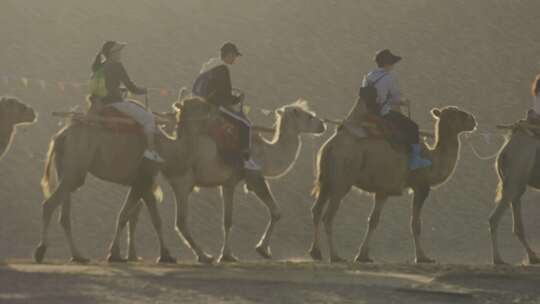 敦煌月牙泉鸣沙山清晨骆驼队视频素材模板下载