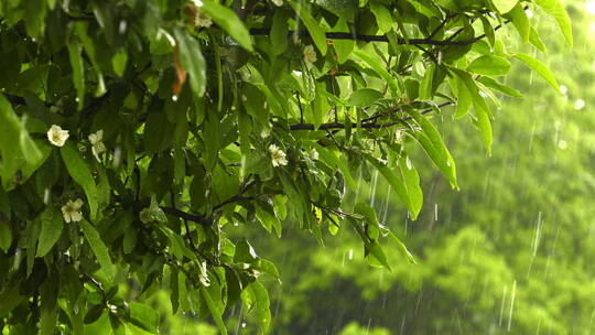 雨落在植物叶子上