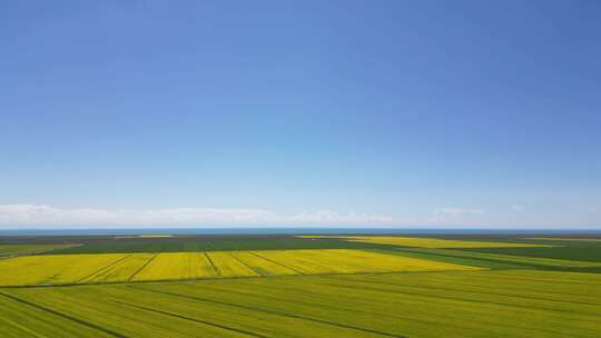 哈尔盖镇附近油菜花海、美景