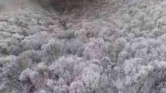 森林树木雪山风光