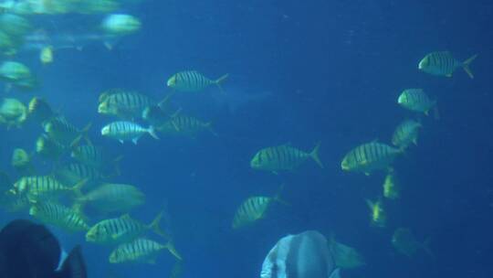 鱼群深海神秘水下热带鱼