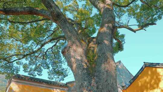 阿育王寺内的古老香樟树摇空镜头