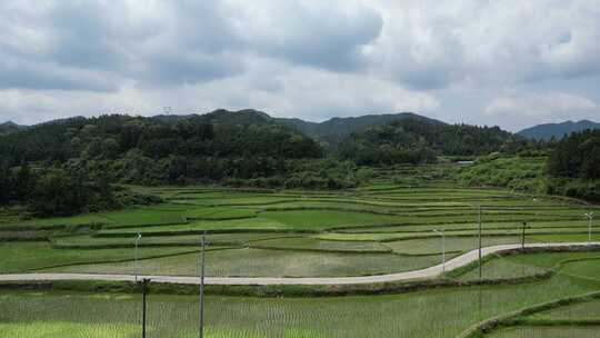 航拍农业种植稻田水稻