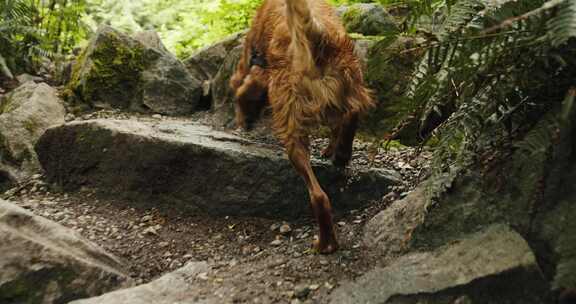 狗，走路，岩石，森林