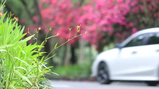 开满鲜花的公路，深圳香山中街车流