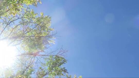 仰视蓝天下的绿树视频素材模板下载