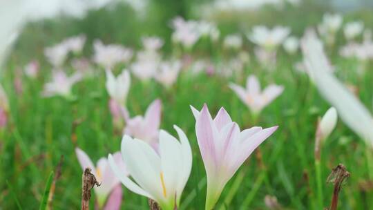 4K小清新 鲜花 野花 空镜视频素材模板下载