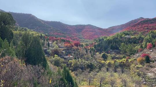 济南捎近村，秋天满山红叶成近郊游