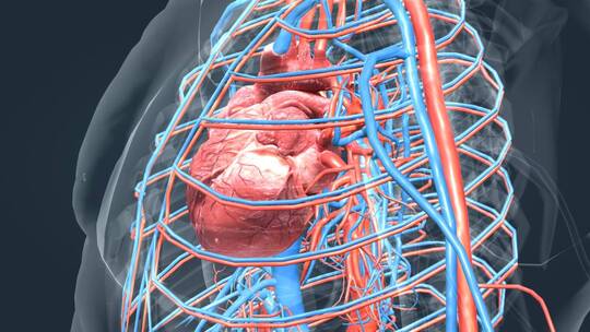 心脏心血管系统心跳循环系统3D动画
