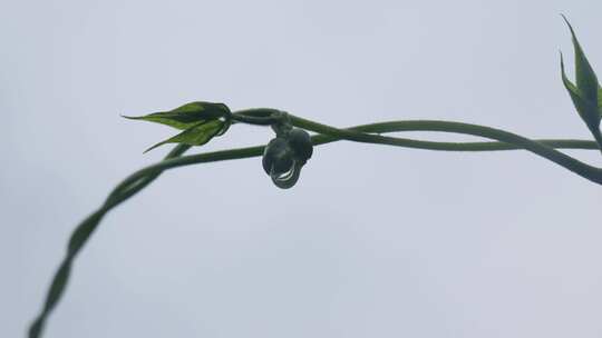 下雨天桂花树金桂八月桂花植物水滴升格